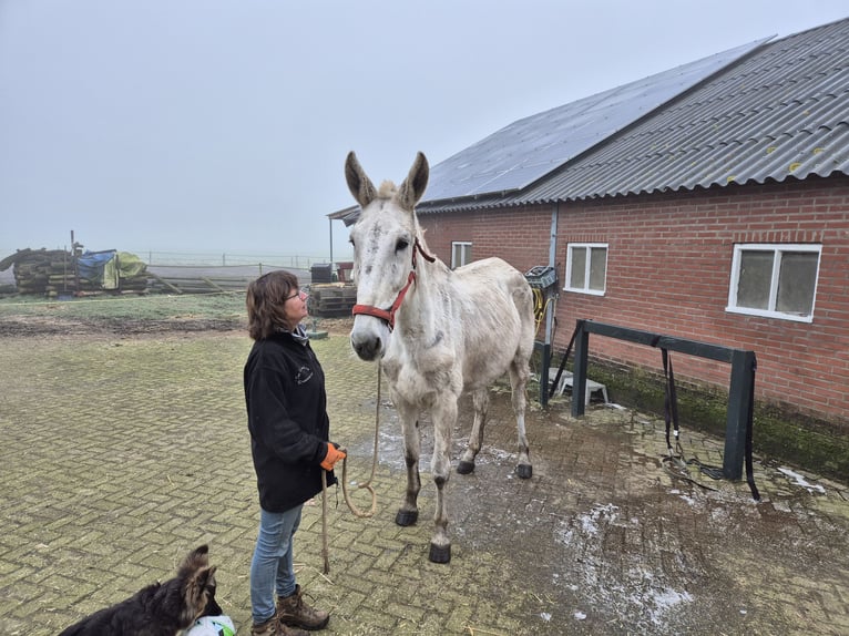 Muildier Ruin 15 Jaar 175 cm Schimmel in Aalten