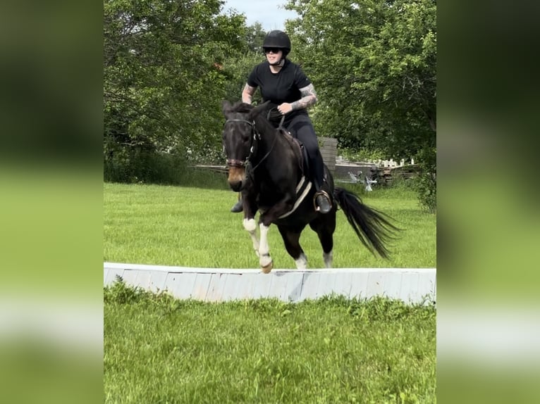 Muildier Ruin 16 Jaar 140 cm Gevlekt-paard in Woodville