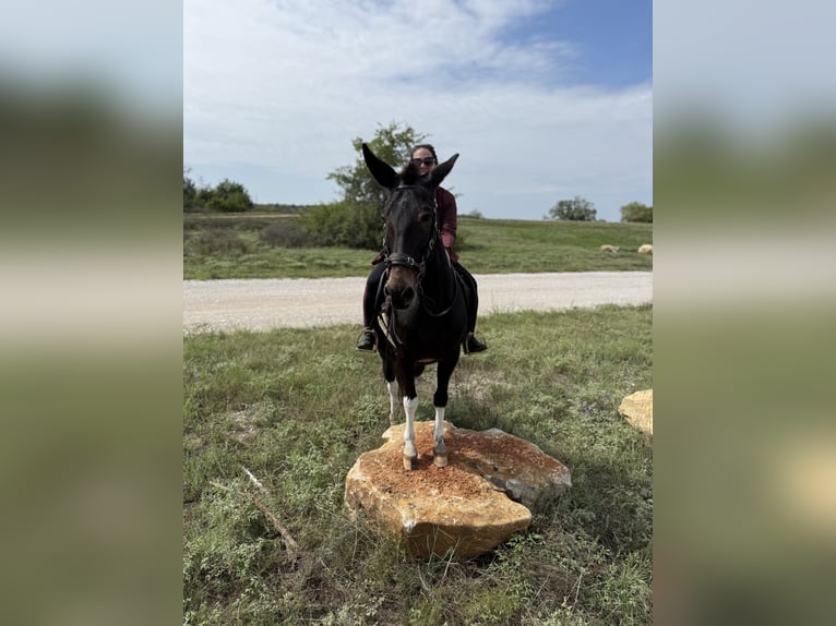 Muildier Ruin 16 Jaar 140 cm Gevlekt-paard in Woodville