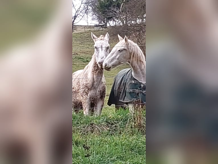 Muildier Ruin 16 Jaar 163 cm Schimmel in Miesenbach