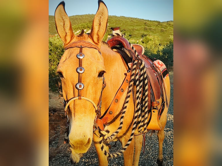 Muildier Ruin 18 Jaar 158 cm Buckskin in Jerez de la Frontera