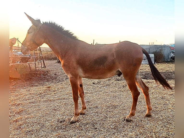 Muildier Ruin 3 Jaar 157 cm Donkere-vos in Sevilla