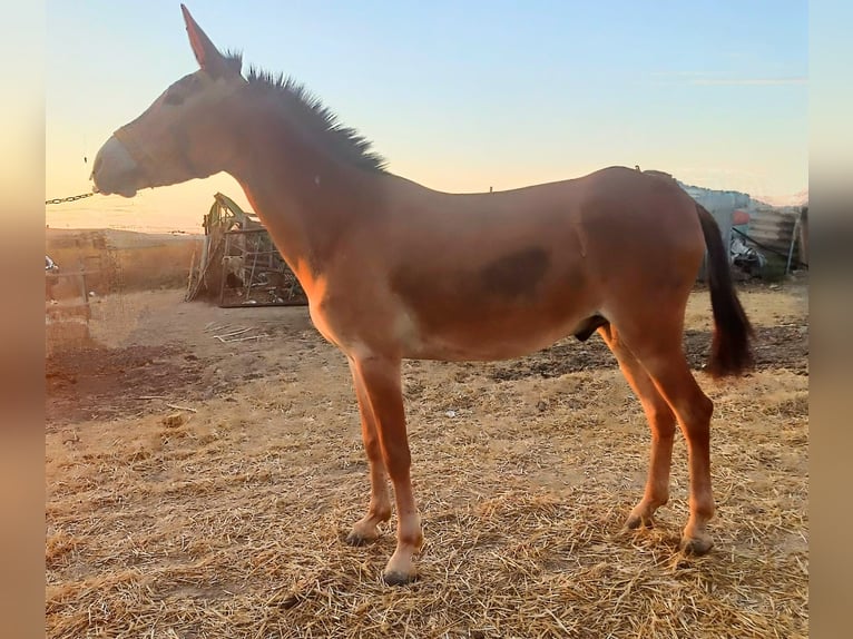 Muildier Ruin 3 Jaar 157 cm Donkere-vos in Sevilla