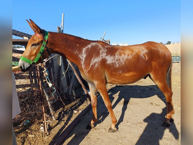Muildier Ruin 3 Jaar 157 cm Donkere-vos in Sevilla