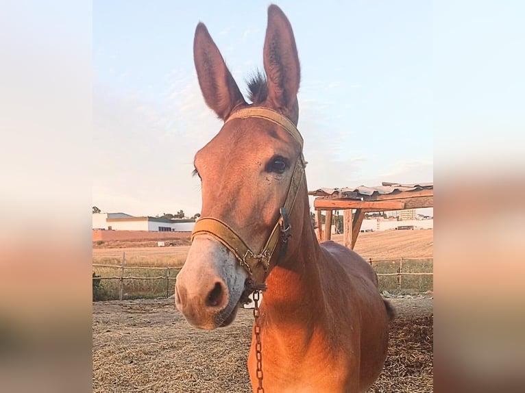 Muildier Ruin 3 Jaar 157 cm Donkere-vos in Sevilla