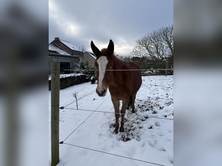 Muildier Ruin 4 Jaar 145 cm Donkere-vos in Mettet