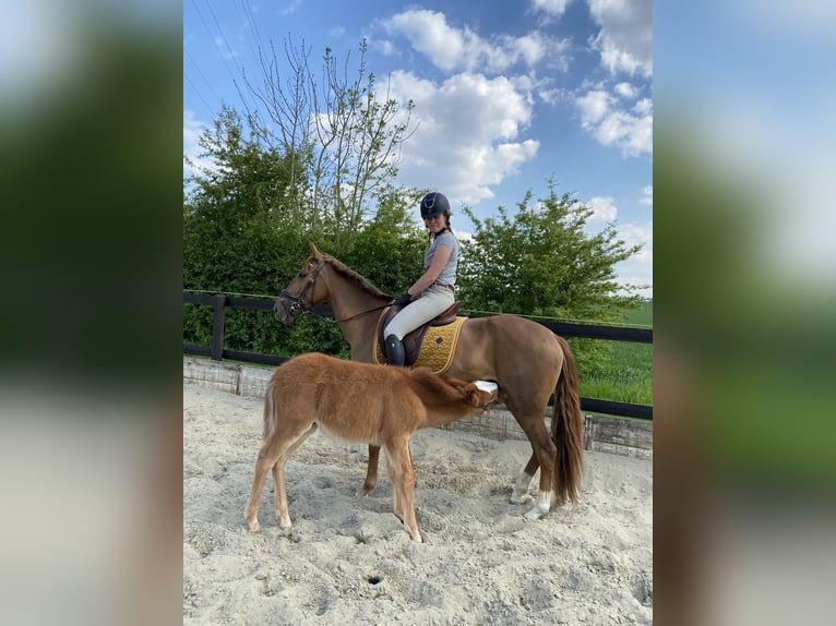 Muildier Ruin 4 Jaar 145 cm Donkere-vos in Mettet