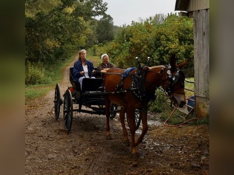 Muildier Ruin 4 Jaar 152 cm Roan-Red in Maryville