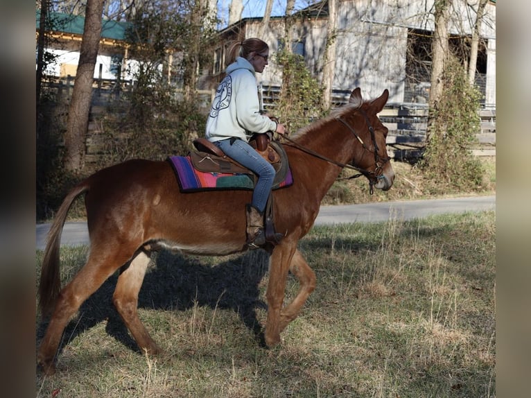 Muildier Ruin 4 Jaar 152 cm Roan-Red in Maryville