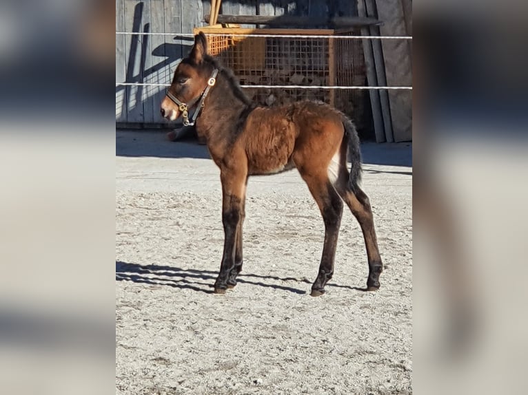 Muildier Ruin 4 Jaar 156 cm Bruin in Garmisch-Partenkirchen