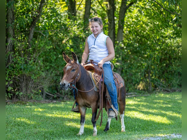 Muildier Ruin 4 Jaar 91 cm Gevlekt-paard in Ewing