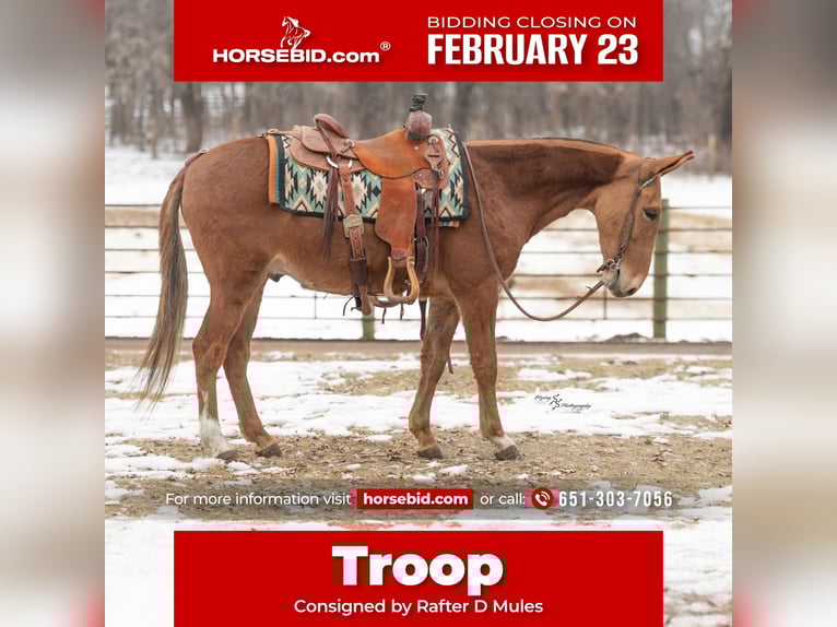 Muildier Ruin 5 Jaar 142 cm Roodvos in Hastings