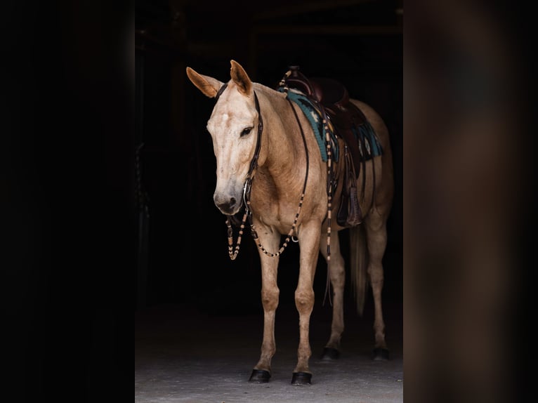 Muildier Ruin 5 Jaar 157 cm Palomino in Ames
