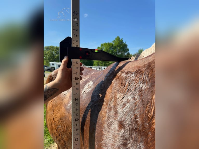 Muildier Ruin 6 Jaar 163 cm Roodvos in Gerald, MO