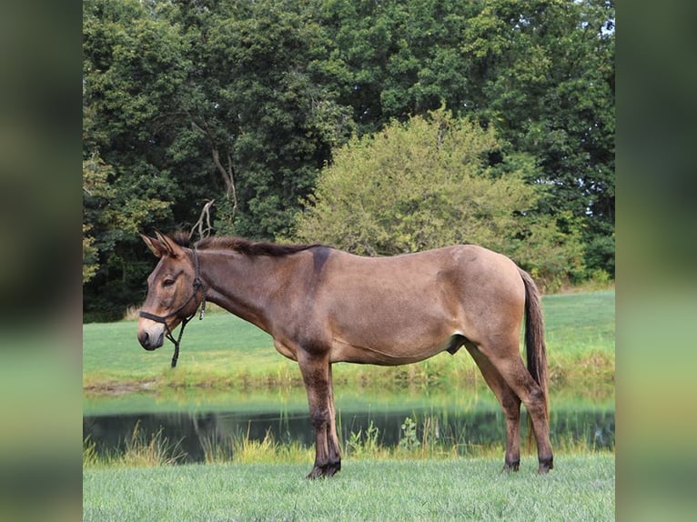 Muildier Ruin 7 Jaar 140 cm Roodbruin in Howell