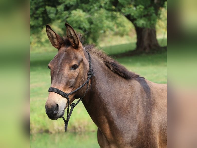 Muildier Ruin 7 Jaar 140 cm Roodbruin in Howell