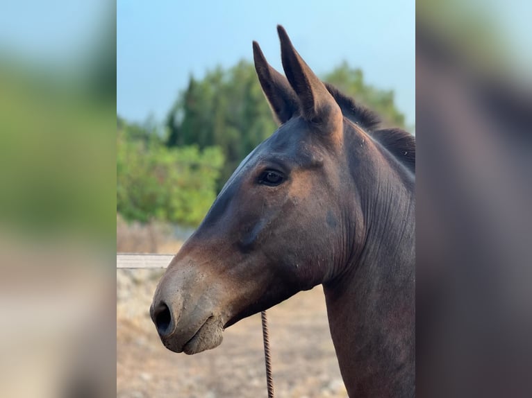 Muildier Ruin 7 Jaar 145 cm Bruin in Llucmajor