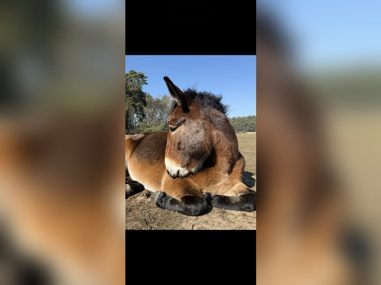 Muildier Ruin 7 Jaar 155 cm Bruin in Michendorf