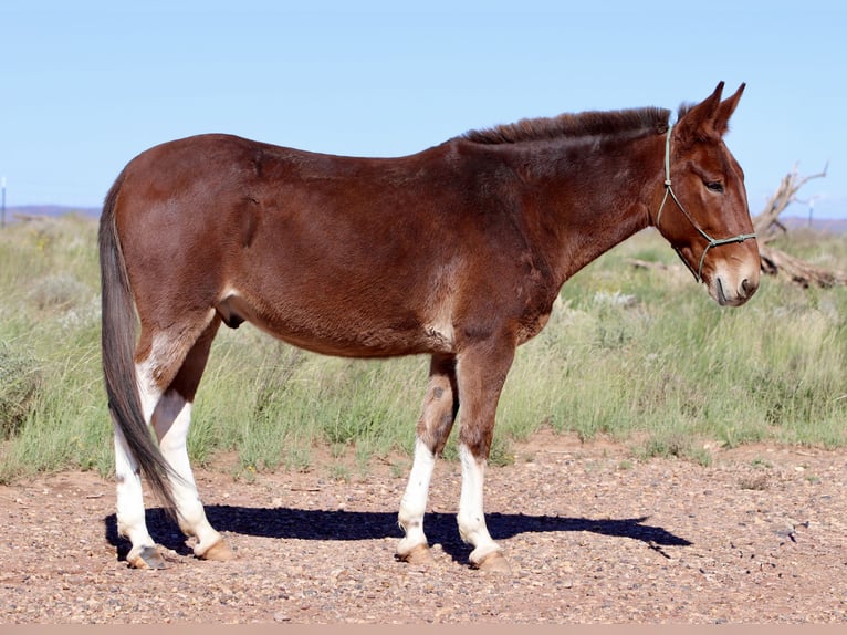 Muildier Ruin 7 Jaar 157 cm Roodbruin in Snowflake