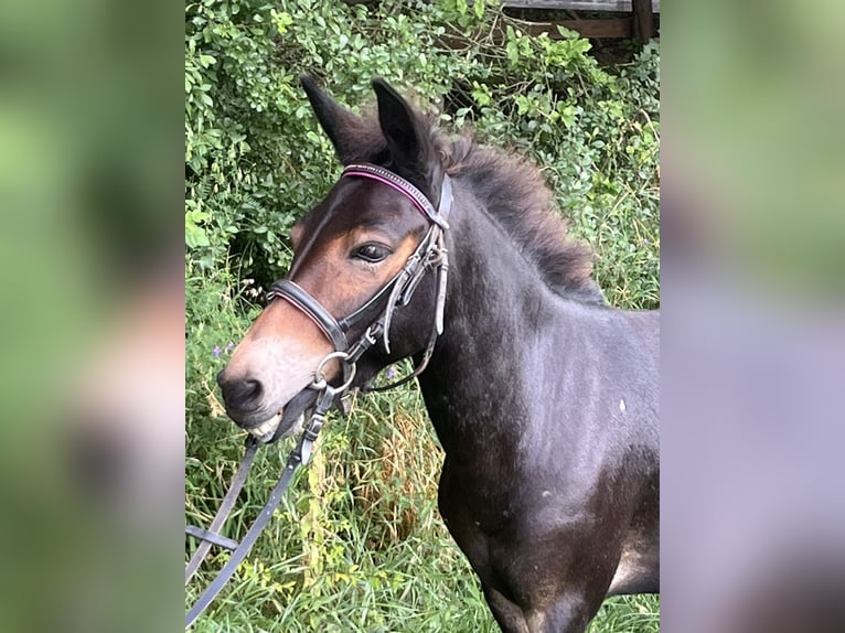 Muildier Ruin 9 Jaar 110 cm Bruin in Ursensollen