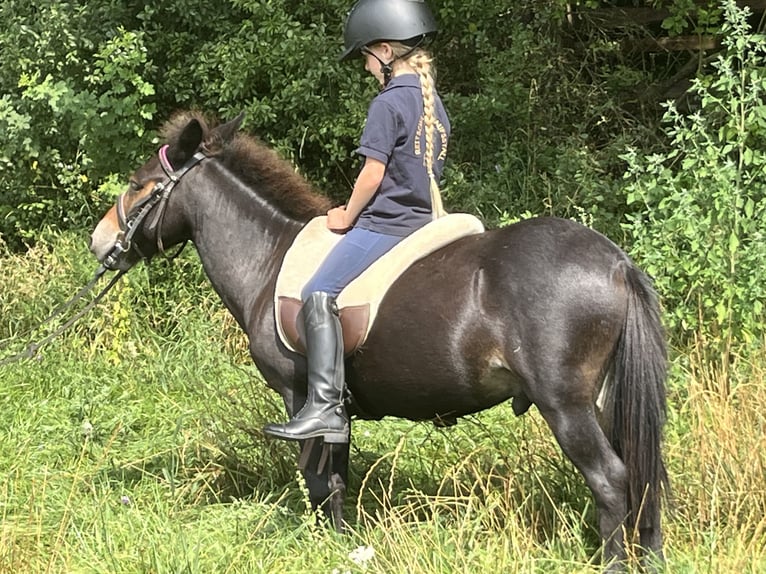 Muildier Ruin 9 Jaar 110 cm Bruin in Ursensollen