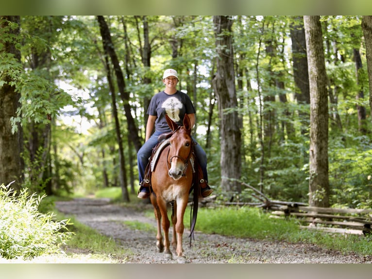 Muildier Ruin 9 Jaar 150 cm Roodvos in Mount Vernon