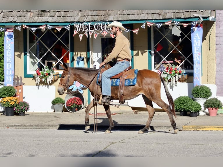 Muł Klacz 10 lat 140 cm Gniada in Brooksville KY