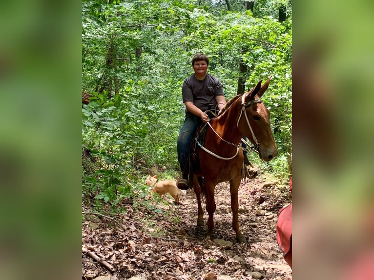 Muł Klacz 10 lat 163 cm Ciemnokasztanowata in Winchester, KY