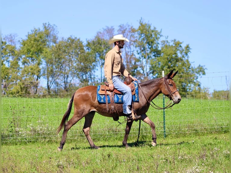 Muł Klacz 11 lat 140 cm Gniada in Brooksville KY