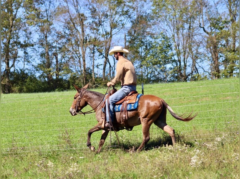 Muł Klacz 11 lat 140 cm Gniada in Brooksville KY