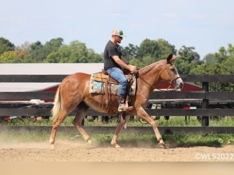 Muł Klacz 12 lat 152 cm Cisawa in Brooksville Ky