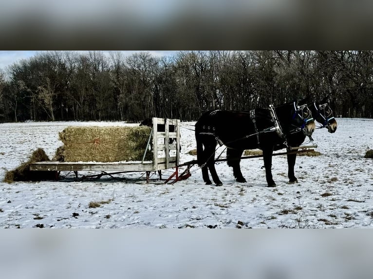 Muł Klacz 13 lat 175 cm Kara in Hastings, MN