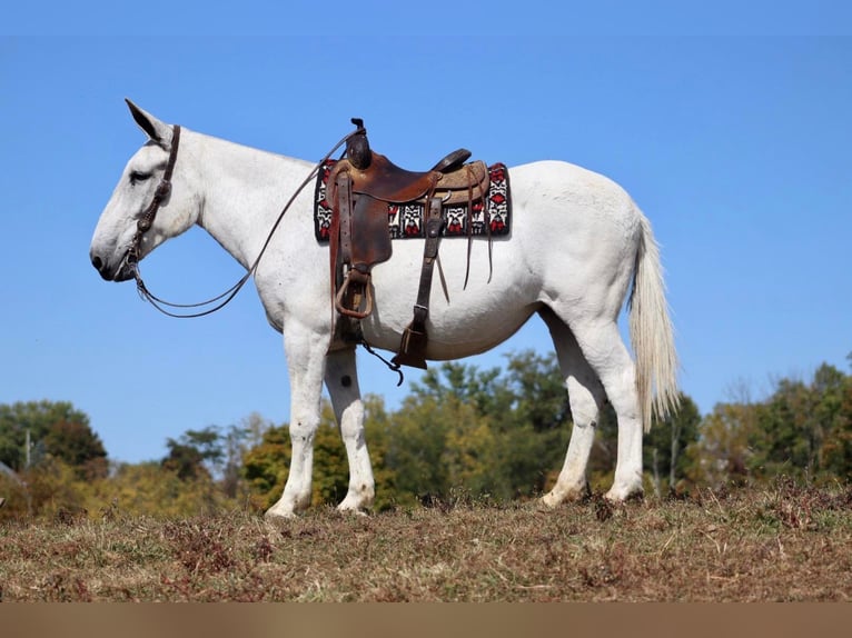 Muł Klacz 15 lat 160 cm Siwa in Brookesville KY