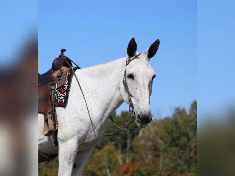 Muł Klacz 15 lat 160 cm Siwa in Brookesville KY