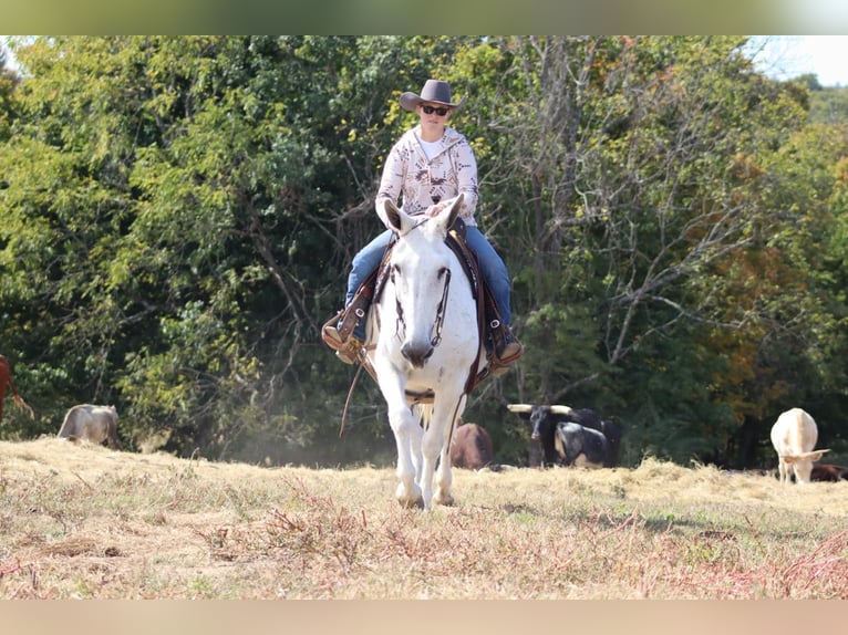 Muł Klacz 15 lat 160 cm Siwa in Brookesville KY