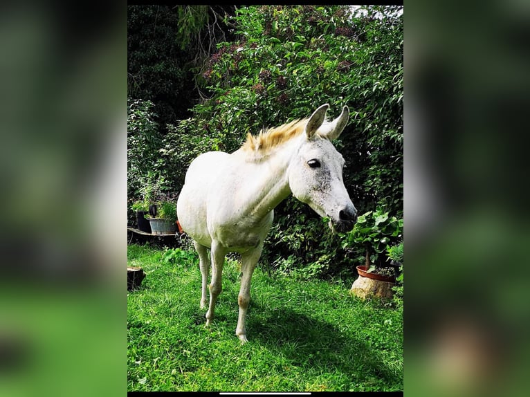 Muł Klacz 19 lat 120 cm Siwa in Gundelsheim