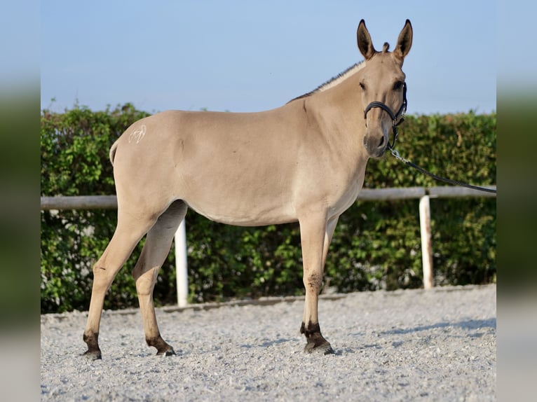 Muł Klacz 2 lat 145 cm Bułana in Neustadt (Wied)