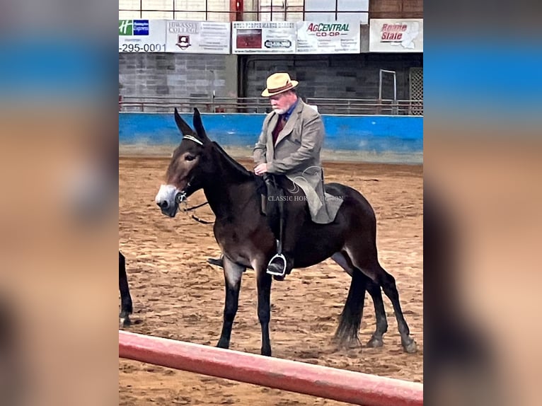 Muł Klacz 6 lat 152 cm Ciemnogniada in Tompkinsville, KY