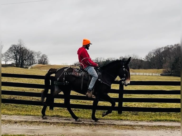 Muł Klacz 6 lat 152 cm Ciemnogniada in Tompkinsville, KY