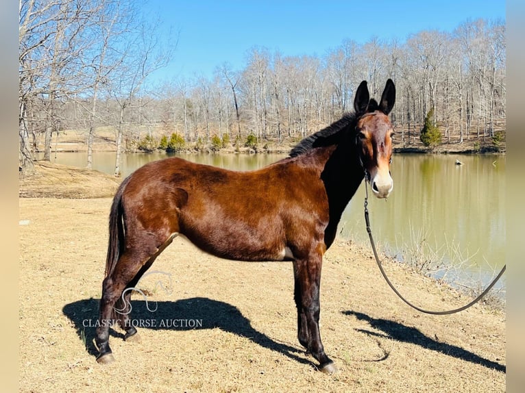 Muł Klacz 6 lat 152 cm Ciemnogniada in Tompkinsville, KY