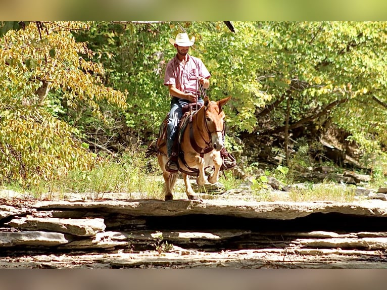 Muł Klacz 9 lat 142 cm Cisawa in Brooksville KY