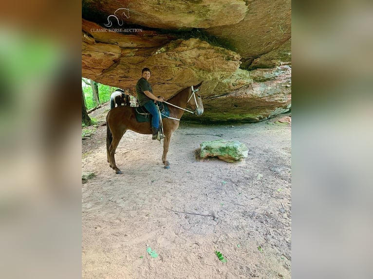 Muł Klacz 9 lat 163 cm Ciemnokasztanowata in Winchester, KY