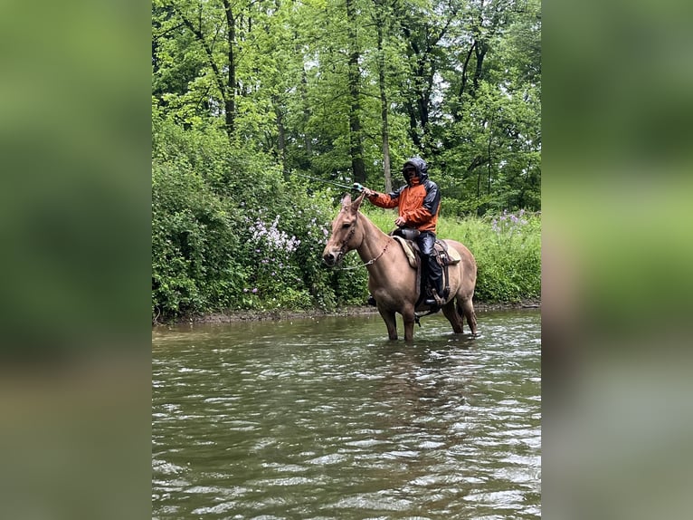 Muł Wałach 10 lat 145 cm Bułana in Cochranville PA