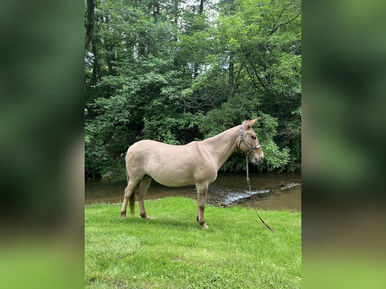 Muł Wałach 10 lat 145 cm Bułana in Cochranville PA