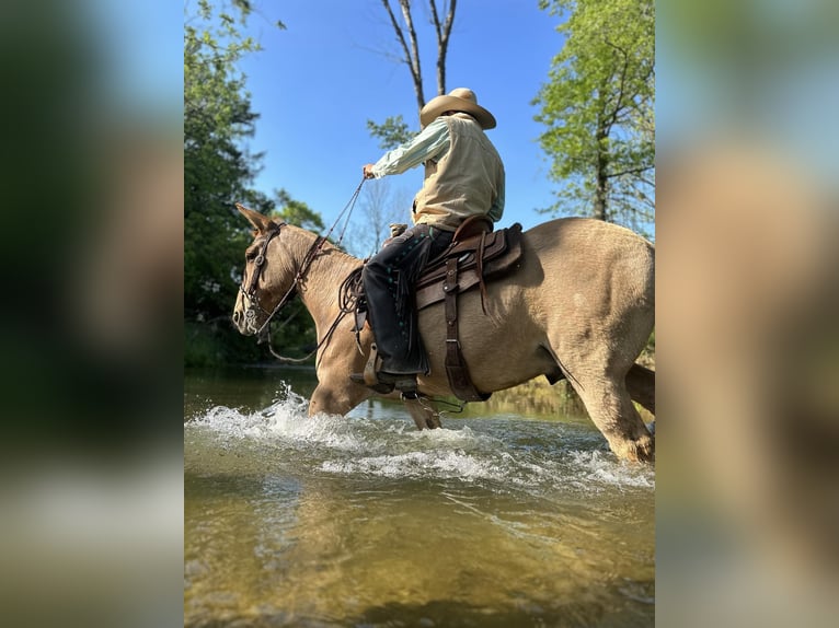 Muł Wałach 10 lat 145 cm Bułana in Cochranville PA