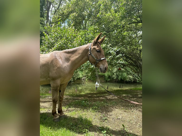 Muł Wałach 10 lat 145 cm Bułana in Cochranville PA