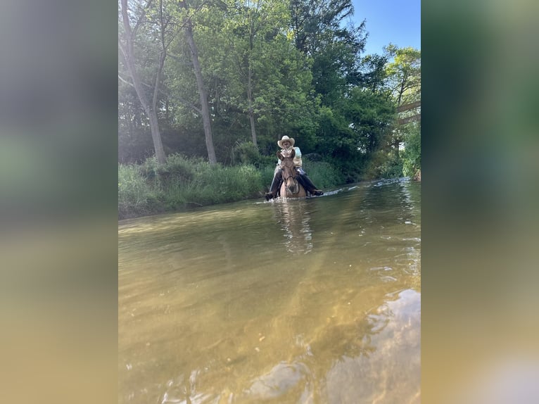 Muł Wałach 10 lat 145 cm Bułana in Cochranville PA