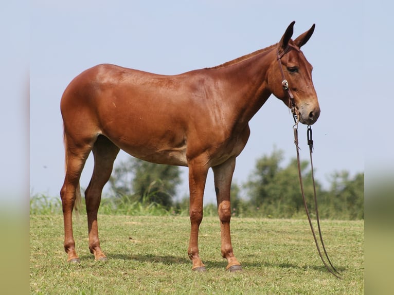 Muł Wałach 10 lat 147 cm Cisawa in Carrollton Ky