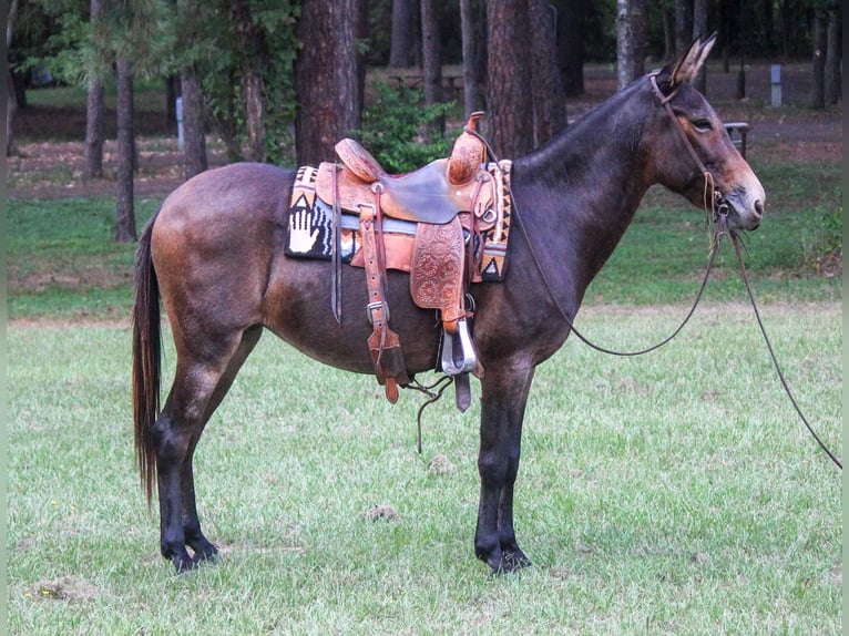 Muł Wałach 10 lat 147 cm Gniada in Rusk TX