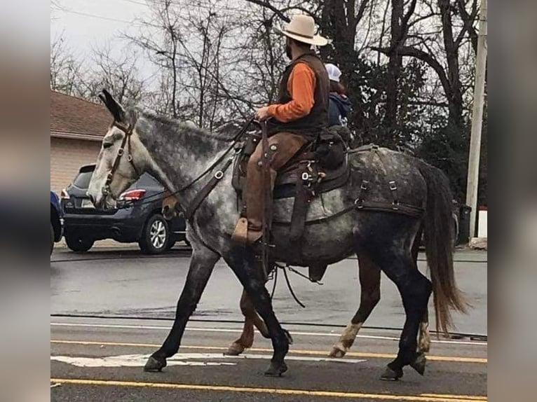 Muł Wałach 10 lat 168 cm Siwa in Whitley City KY